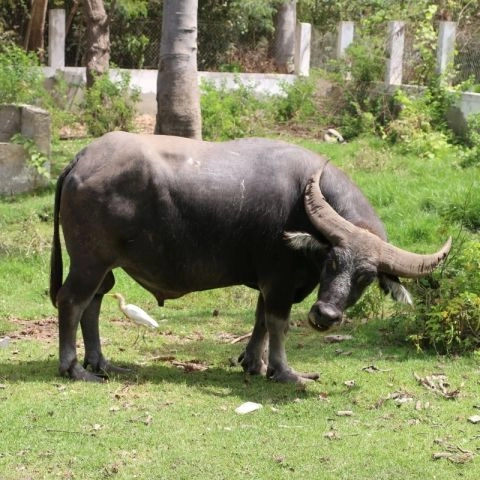 Parc Zoologique de Hann