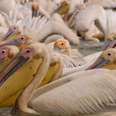 Parc national des oiseaux du Djoudj