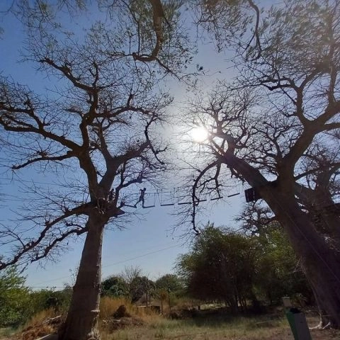 Accro Baobab Adventure