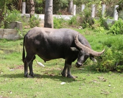 Parc Zoologique de Hann