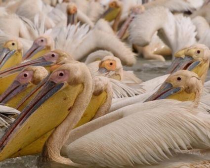 Parc national des oiseaux du Djoudj